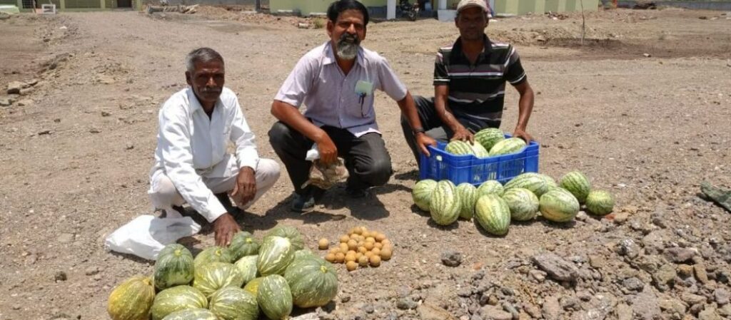 The Bountiful Harvest