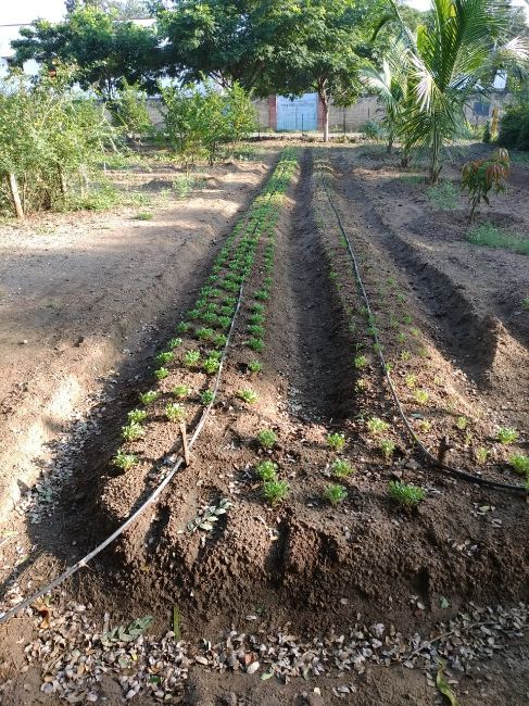 Drip Irrigation