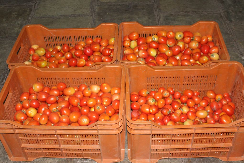 Fresh Vegetables from Muktis Garden